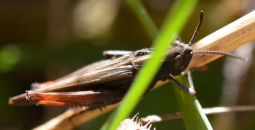 Omocestus rufipes